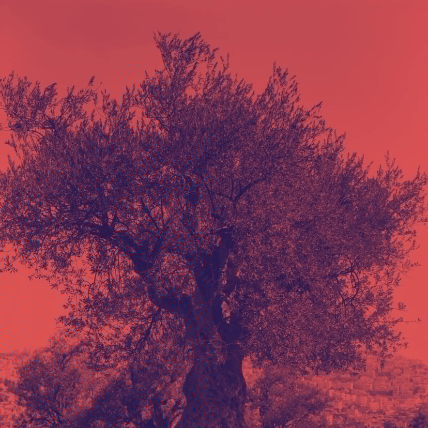 L'ulivo sotto il muro - Autoprodotto
